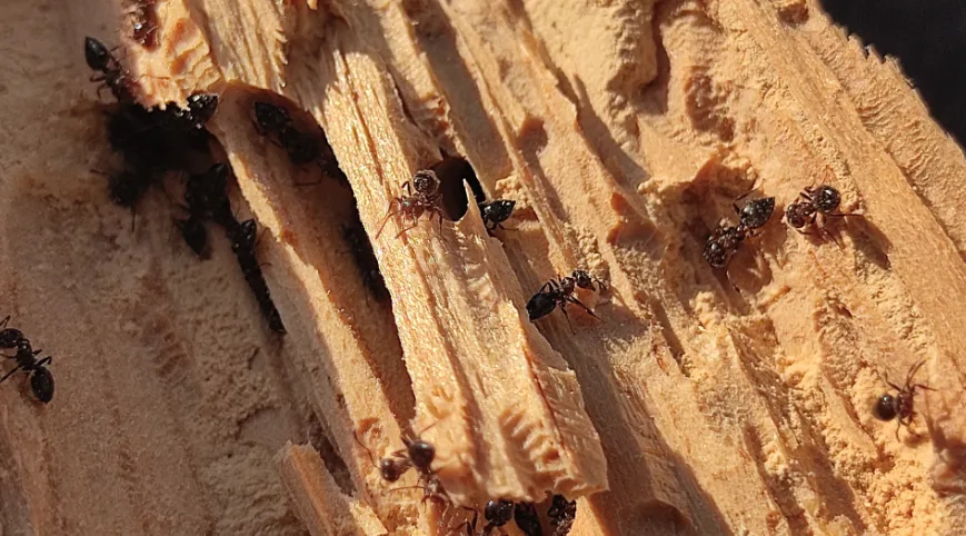 Home Infestations: What Critters Cause the Most Damage and How to Prevent Them