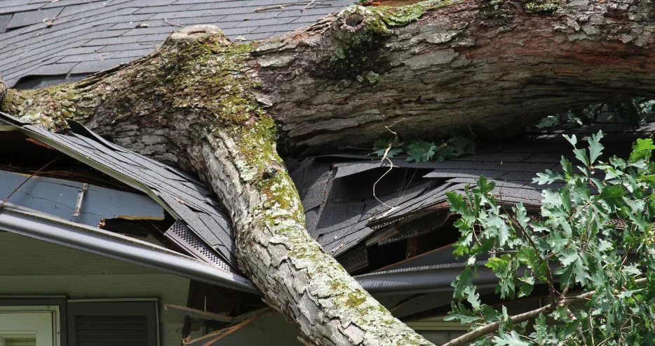 Weathering the Storm: Windstorm Damage and Homeowner Insurance